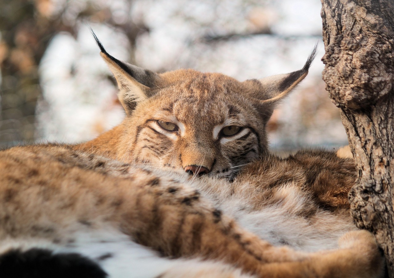 Feature, the eurasian lynx, lying — How OK Win App Uses AI to Ensure Fair Play