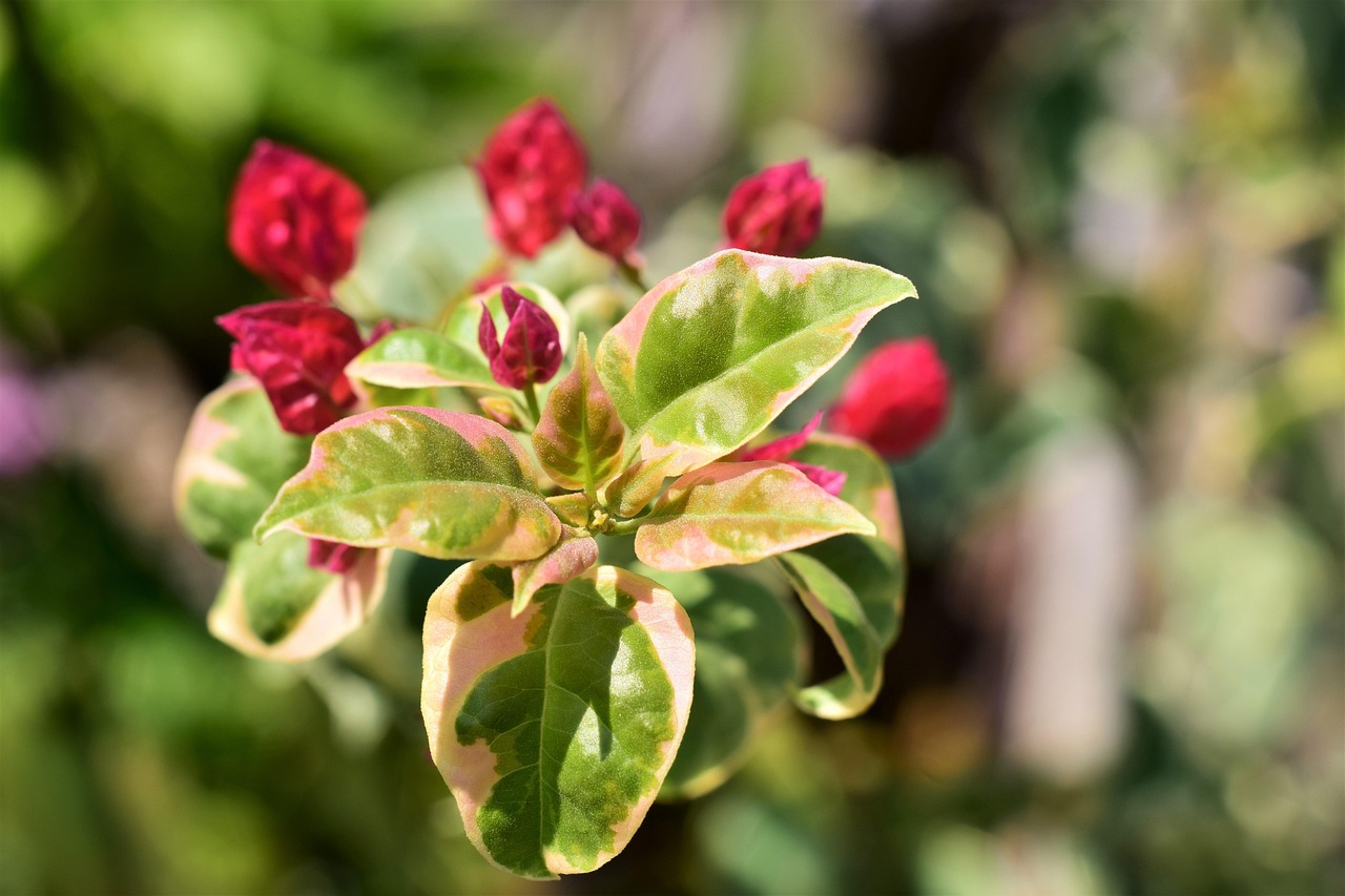 Bougainvillia, bloom red, leaves white green — Why Themes Matter in Slot Online Design
